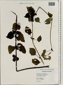 Ageratum conyzoides L., South Asia, South Asia (Asia outside ex-Soviet states and Mongolia) (ASIA) (Vietnam)