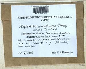 Plagiochila porelloides (Torr. ex Nees) Lindenb., Bryophytes, Bryophytes - Moscow City & Moscow Oblast (B6a) (Russia)