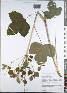 Heracleum sphondylium subsp. elegans (Crantz) Schübl. & G. Martens, Siberia, Russian Far East (S6) (Russia)