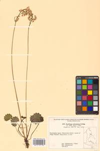 Micranthes nelsoniana subsp. nelsoniana, Siberia, Chukotka & Kamchatka (S7) (Russia)