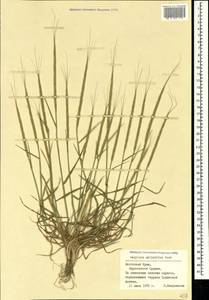 Aegilops cylindrica Host, Crimea (KRYM) (Russia)