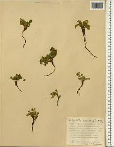 Sibbaldianthe bifurca subsp. bifurca, South Asia, South Asia (Asia outside ex-Soviet states and Mongolia) (ASIA) (China)