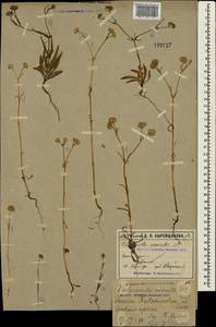 Valerianella coronata (L.) DC., Crimea (KRYM) (Russia)