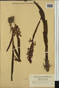 Anacamptis palustris (Jacq.) R.M.Bateman, Pridgeon & M.W.Chase, Western Europe (EUR) (Romania)