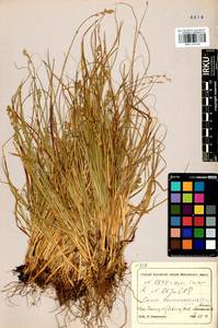 Carex brunnescens (Pers.) Poir., Siberia, Altai & Sayany Mountains (S2) (Russia)