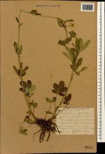 Potentilla recta L., Caucasus, Stavropol Krai, Karachay-Cherkessia & Kabardino-Balkaria (K1b) (Russia)