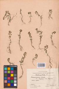 Lythrum portula (L.) D. A. Webb, Eastern Europe, West Ukrainian region (E13) (Ukraine)