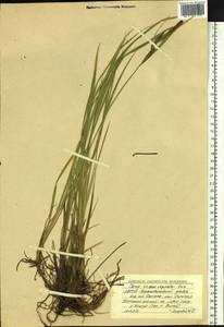 Carex acuta L., Siberia, Yakutia (S5) (Russia)