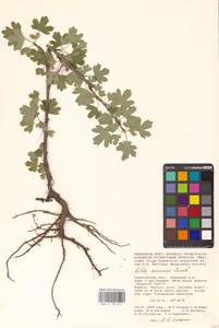 Ribes aureum Pursh, Eastern Europe, Lower Volga region (E9) (Russia)