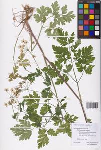 Chaerophyllum temulum L., Eastern Europe, Central forest-and-steppe region (E6) (Russia)