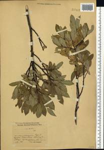 Salix hastata L., Siberia, Baikal & Transbaikal region (S4) (Russia)