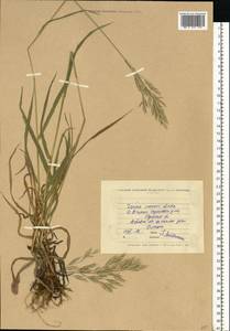 Bromus inermis Leyss., Eastern Europe, North Ukrainian region (E11) (Ukraine)