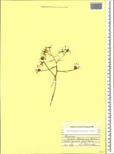 Ornithogalum sintenisii Freyn, Caucasus, Armenia (K5) (Armenia)