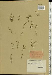 Plantago tenuiflora Waldst. & Kit., Eastern Europe, South Ukrainian region (E12) (Ukraine)