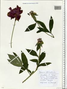 Paeonia officinalis, Eastern Europe, Moscow region (E4a) (Russia)