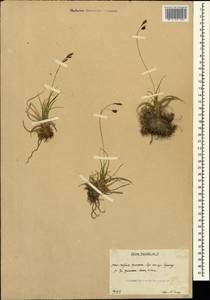 Carex tristis M.Bieb., Caucasus, South Ossetia (K4b) (South Ossetia)