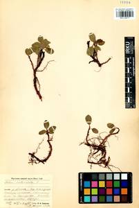 Salix reticulata L., Siberia, Baikal & Transbaikal region (S4) (Russia)