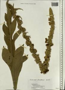 Verbascum densiflorum Bertol., Eastern Europe, Central forest-and-steppe region (E6) (Russia)