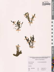 Callitriche hermaphroditica L., Siberia, Chukotka & Kamchatka (S7) (Russia)