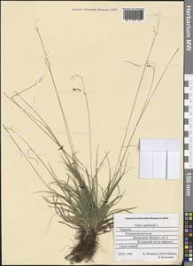 Carex capillaris L., Eastern Europe, Northern region (E1) (Russia)