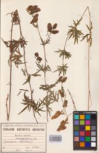 Aconitum volubile Pall., Eastern Europe, Eastern region (E10) (Russia)