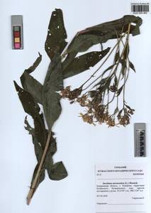 Senecio sarracenicus L., Siberia, Altai & Sayany Mountains (S2) (Russia)