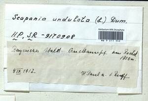 Scapania undulata (L.) Dumort., Bryophytes, Bryophytes - Western Europe (BEu) (Germany)