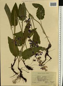 Salvia pratensis L., Eastern Europe, South Ukrainian region (E12) (Ukraine)
