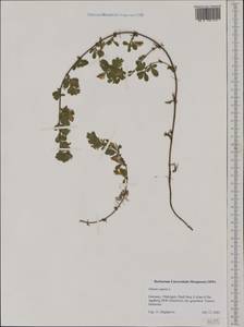 Ononis spinosa subsp. procurrens (Wallr.)Briq., Western Europe (EUR) (Germany)