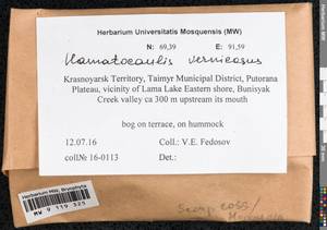 Hamatocaulis vernicosus (Mitt.) Hedenäs, Bryophytes, Bryophytes - Krasnoyarsk Krai, Tyva & Khakassia (B17) (Russia)