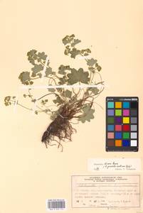 Alchemilla micans Buser, Eastern Europe, Moscow region (E4a) (Russia)