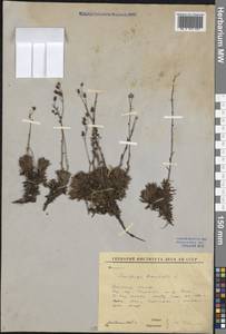 Saxifraga bronchialis L., Siberia, Baikal & Transbaikal region (S4) (Russia)