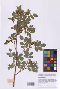 Rosa majalis Herrm., Eastern Europe, Moscow region (E4a) (Russia)