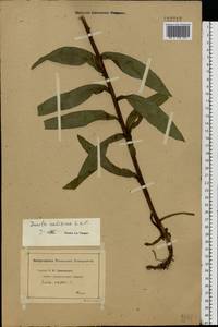 Pentanema salicinum subsp. salicinum, Eastern Europe, Middle Volga region (E8) (Russia)