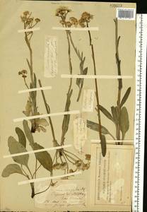 Tephroseris integrifolia (L.) Holub, Eastern Europe, Lower Volga region (E9) (Russia)