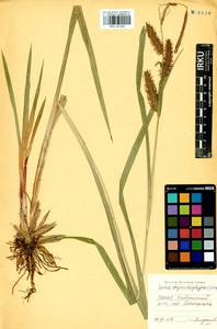 Carex utriculata Boott, Siberia, Baikal & Transbaikal region (S4) (Russia)