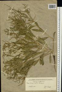 Chorispora tenella (Pall.) DC., Eastern Europe, Lower Volga region (E9) (Russia)