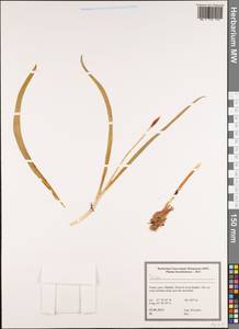 Tulipa, South Asia, South Asia (Asia outside ex-Soviet states and Mongolia) (ASIA) (Turkey)