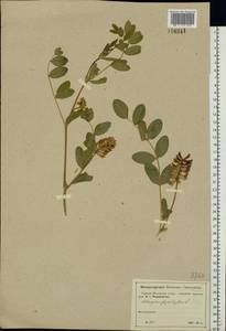 Astragalus glycyphyllos L., Eastern Europe, Moscow region (E4a) (Russia)
