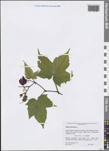 Rubus odoratus L., Eastern Europe, Northern region (E1) (Russia)