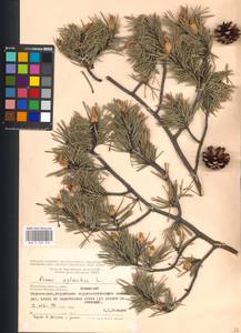 Pinus sylvestris L., Eastern Europe, Moscow region (E4a) (Russia)