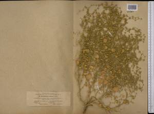 Agriophyllum latifolium Fisch. & C. A. Mey., Middle Asia, Karakum (M6) (Turkmenistan)