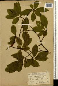 Mespilus germanica L., Caucasus, Stavropol Krai, Karachay-Cherkessia & Kabardino-Balkaria (K1b) (Russia)