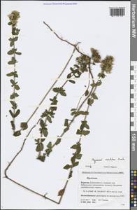 Hypericum maculatum Crantz, Siberia, Baikal & Transbaikal region (S4) (Russia)