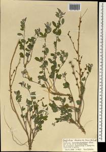 Lespedeza davurica (Laxm.)Schindl., Mongolia (MONG) (Mongolia)