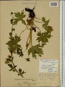 Delphinium speciosum M. Bieb., Caucasus, North Ossetia, Ingushetia & Chechnya (K1c) (Russia)