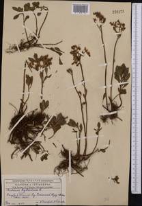 Phedimus hybridus (L.) 't Hart, Middle Asia, Dzungarian Alatau & Tarbagatai (M5) (Kazakhstan)