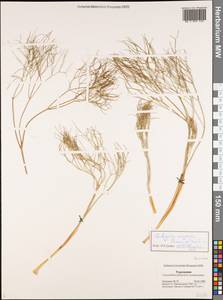 Galagania tenuisecta (Regel & Schmalh.) M.G.Vassiljeva & Pimenov, Middle Asia, Karakum (M6) (Turkmenistan)