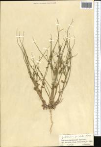 Goldbachia pendula Botsch., Middle Asia, Northern & Central Tian Shan (M4) (Kyrgyzstan)
