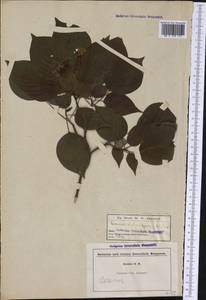 Cornus sericea L., America (AMER) (United States)